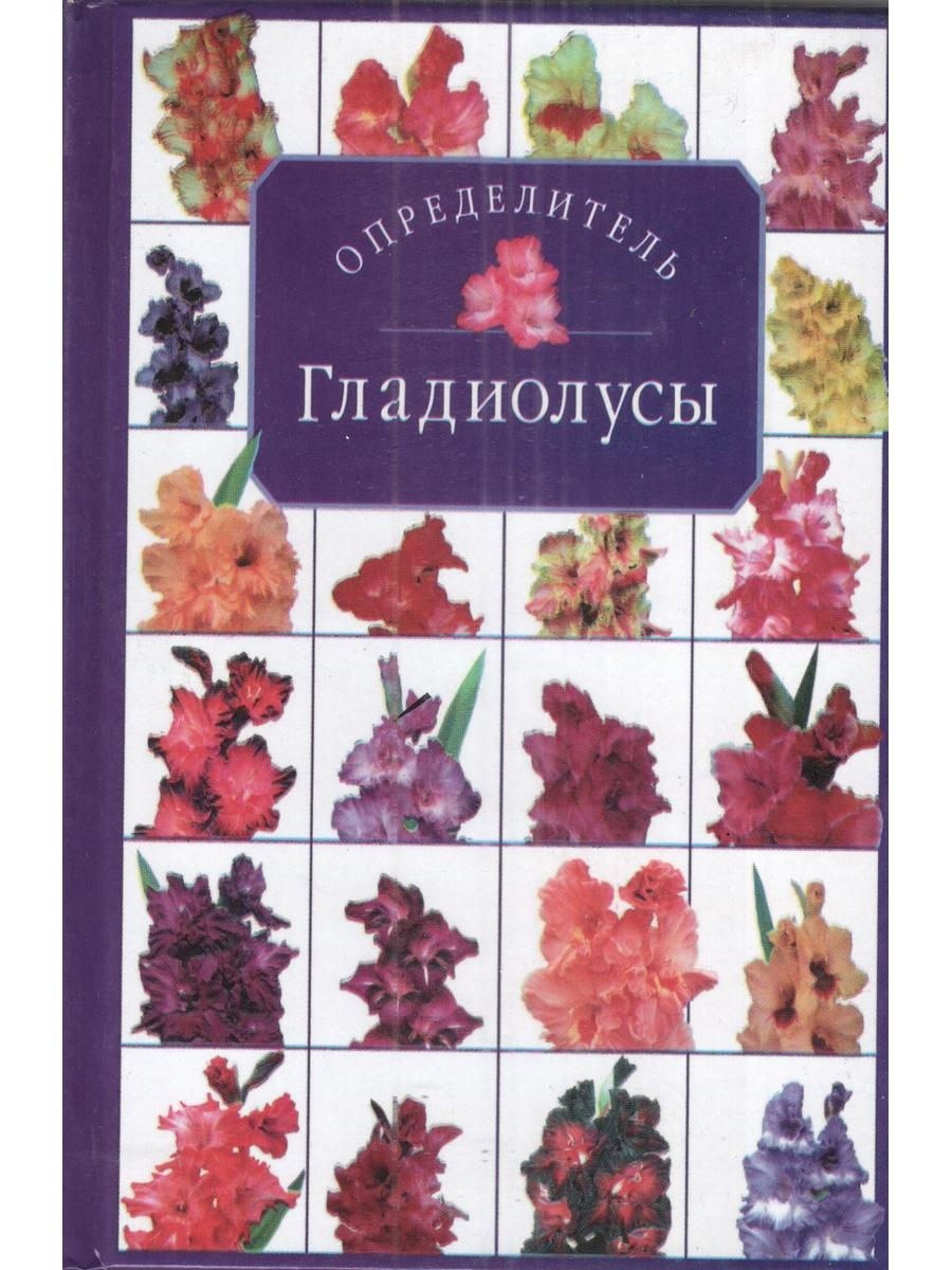 Гладиатор цветок