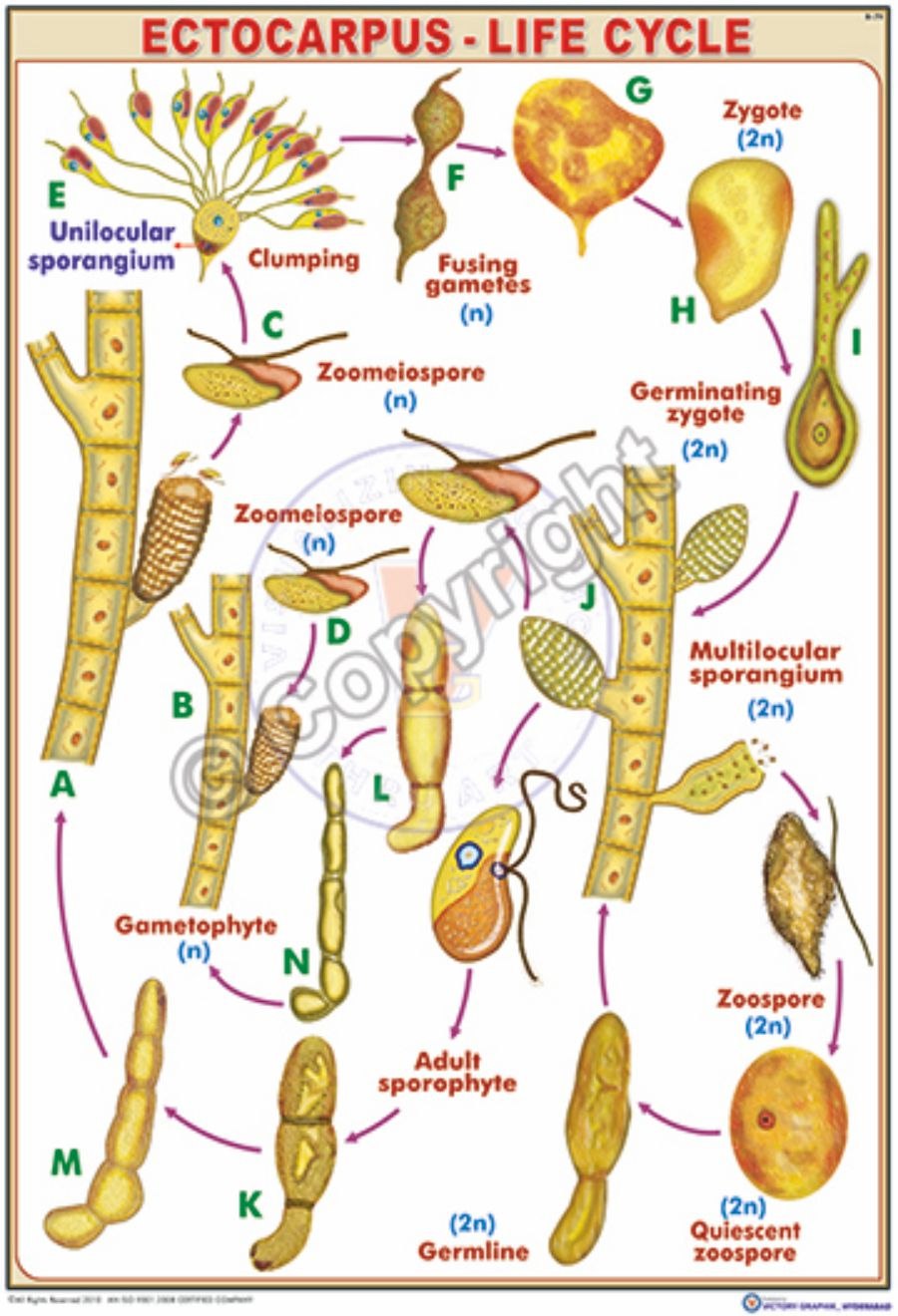 Ectocarpus жизненный цикл