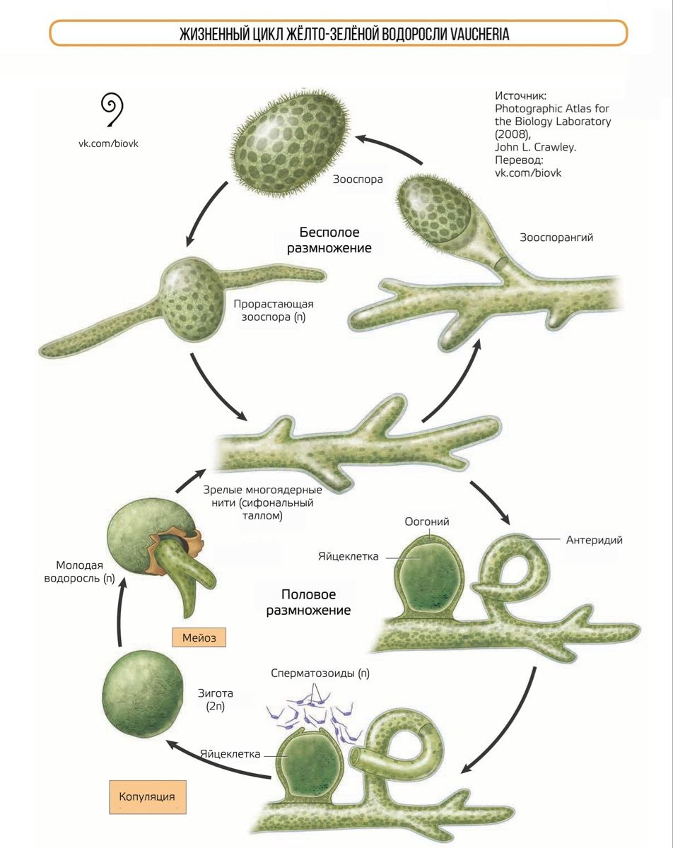 Стадии жизненного цикла зеленых водорослей. Жизненный цикл вошерии схема. Вошерия водоросль жизненный цикл. Вошерия водоросль строение. Жизненный цикл зеленых водорослей схема.