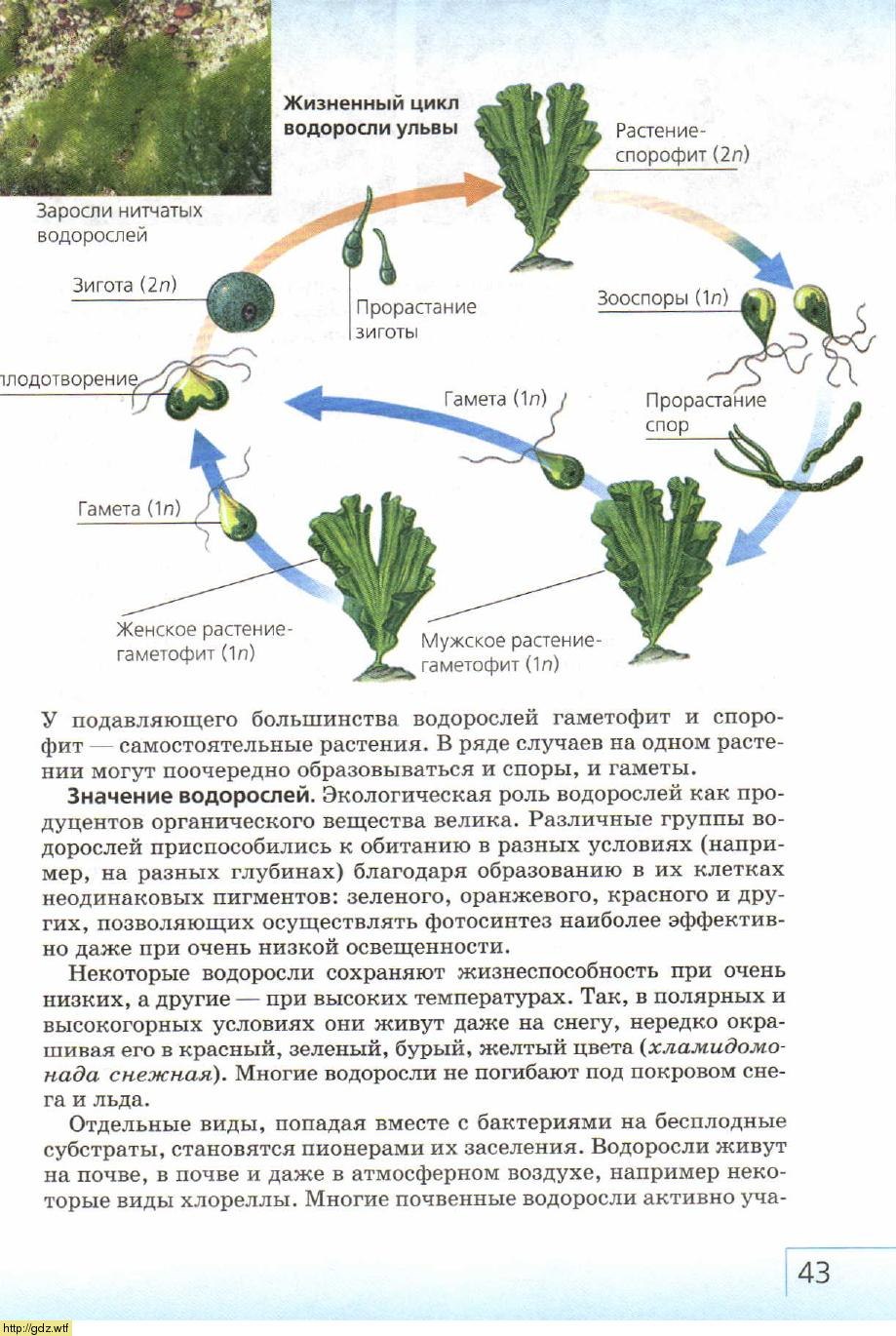 Стадии жизненного цикла зеленых водорослей. Жизненный цикл водоросли ульвы схема. Размножение и жизненный цикл ульвы. Жизненный цикл водорослей Ульва. Ульва цикл развития.