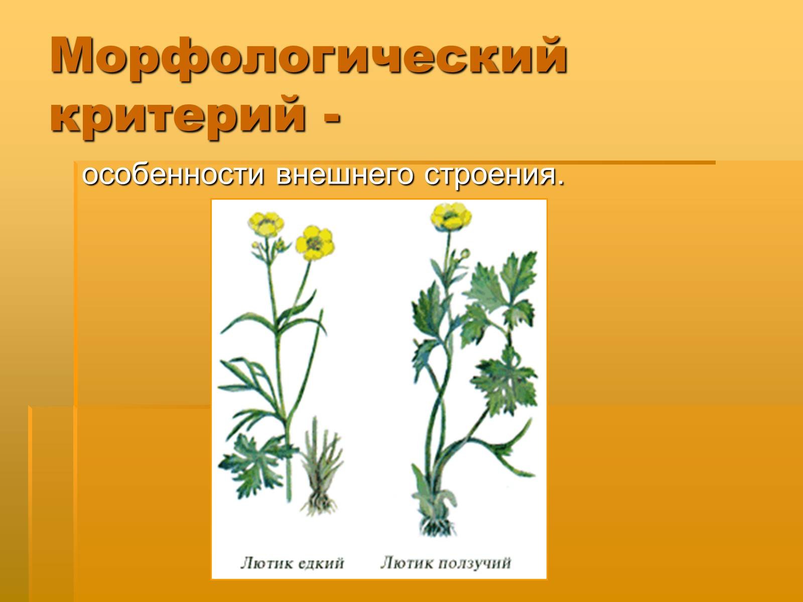 Какой тип питания характерен для лютика. Лютик ползучий. Растения двух видов. Два растения одного рода.