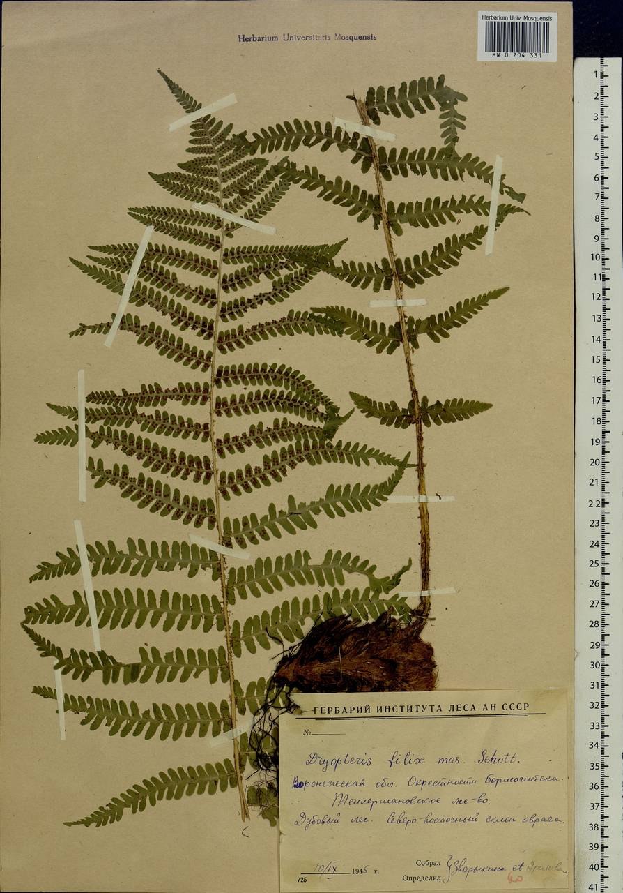 Dryopteris filix-mas(l.) Schott