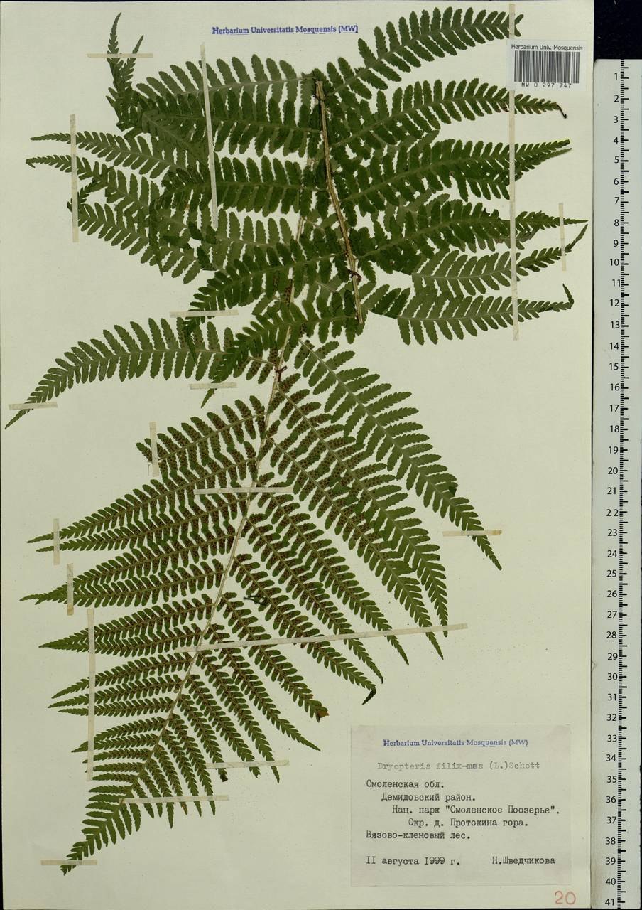 Dryopteris filix mas barnesii