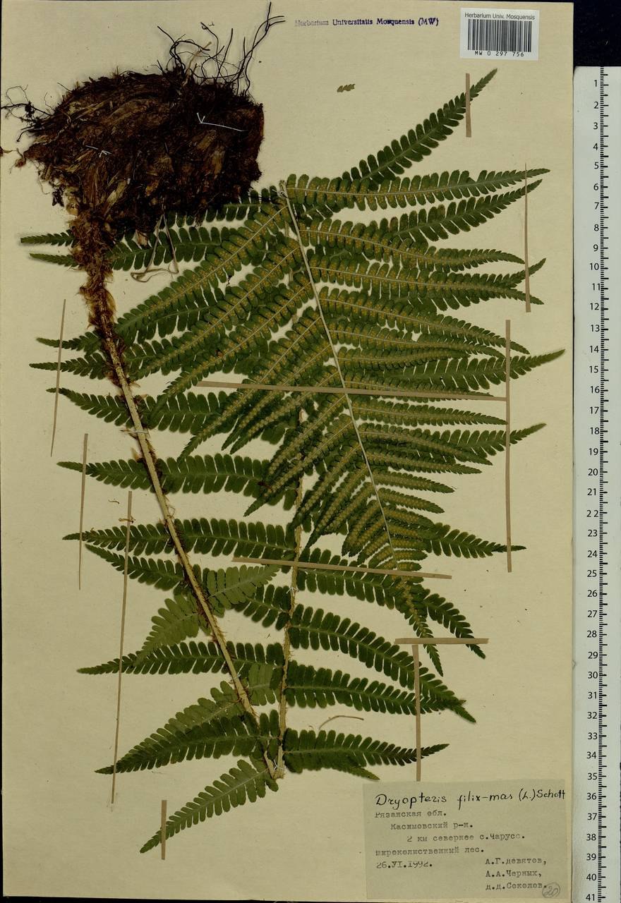 Папоротник Щитовник мужской систематика