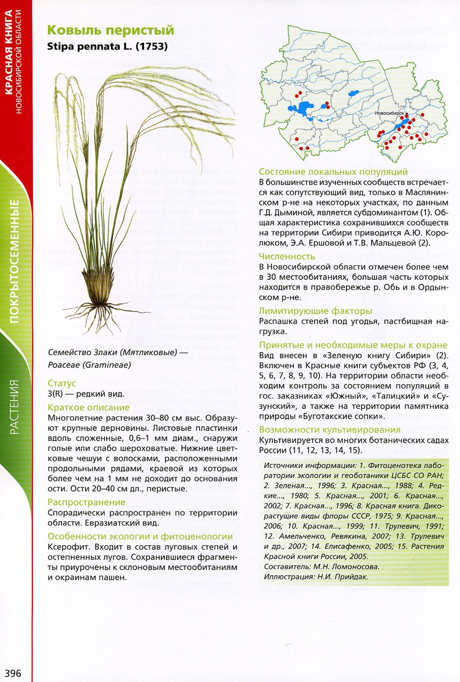 Ковыль перистый (Stipa pennata)