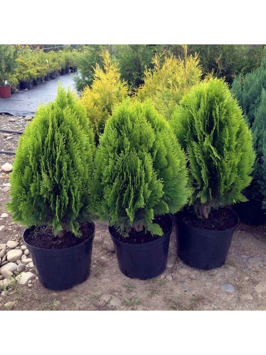 Туя Восточная (плосковеточник,Биота)