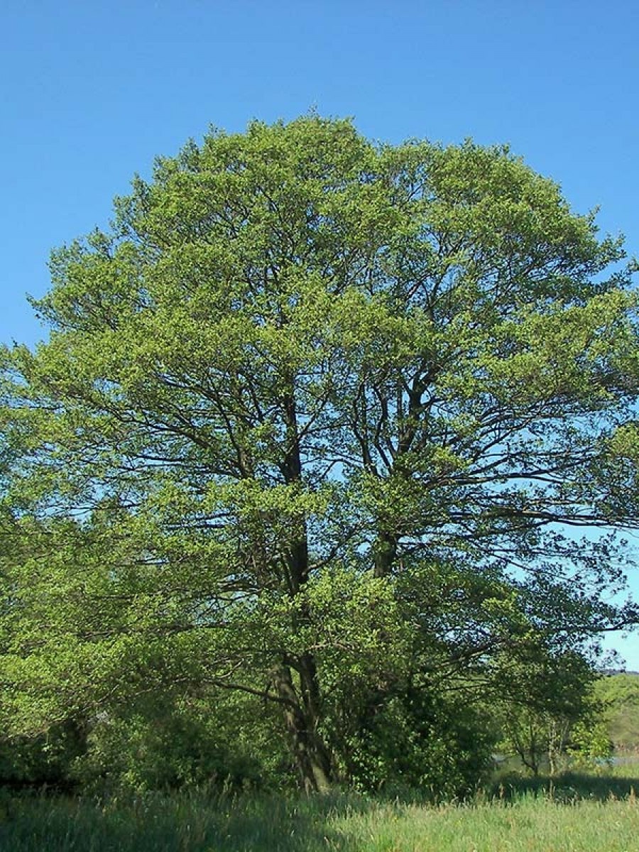 Ольха чёрная деревья россии