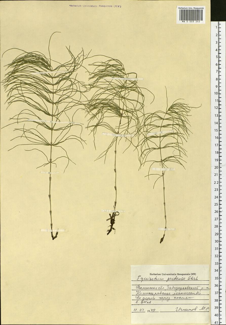 Хвощ интересные факты