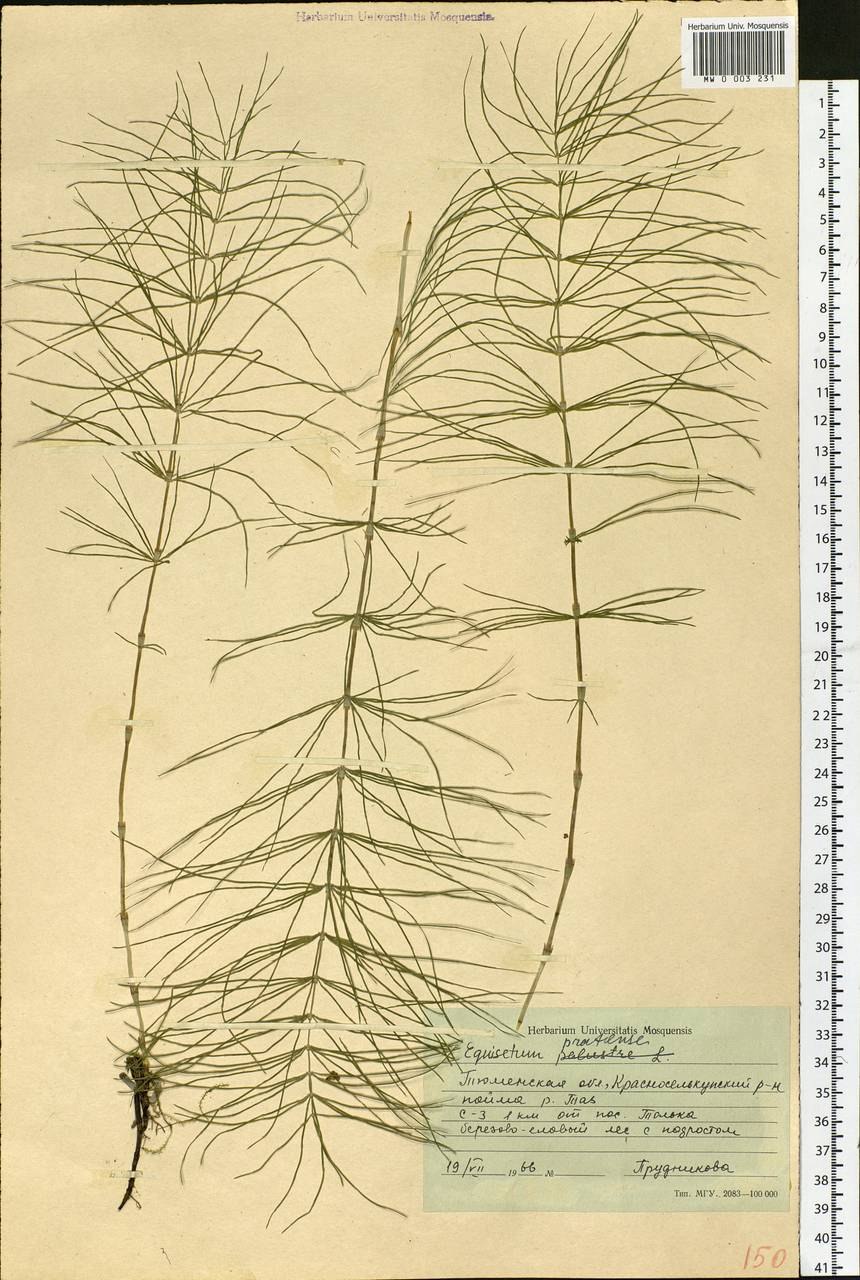 Корневая система споровых растений