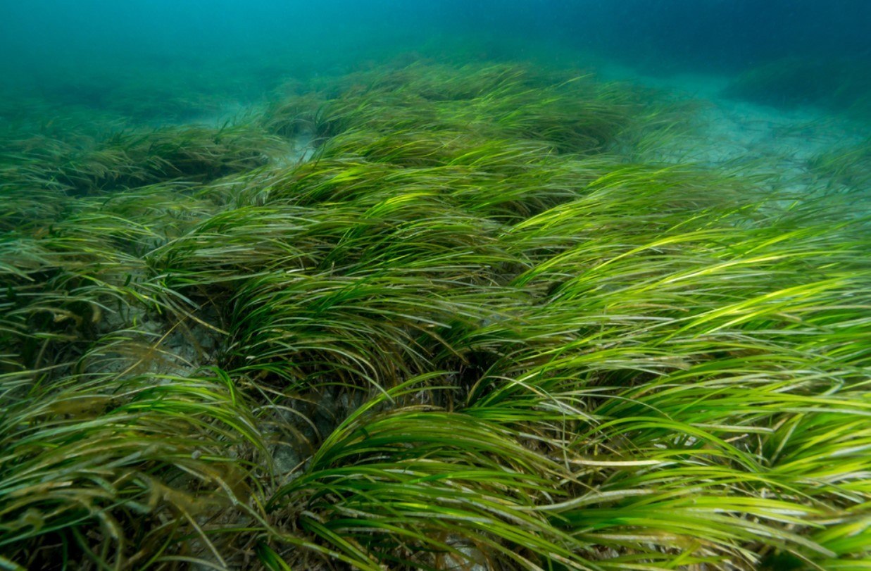 Морские травы и водоросли