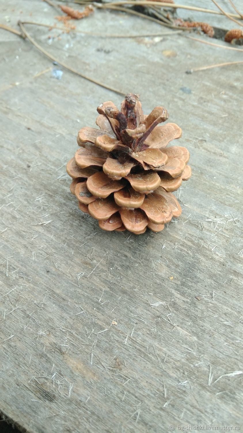 Сосновые шишки маленькие