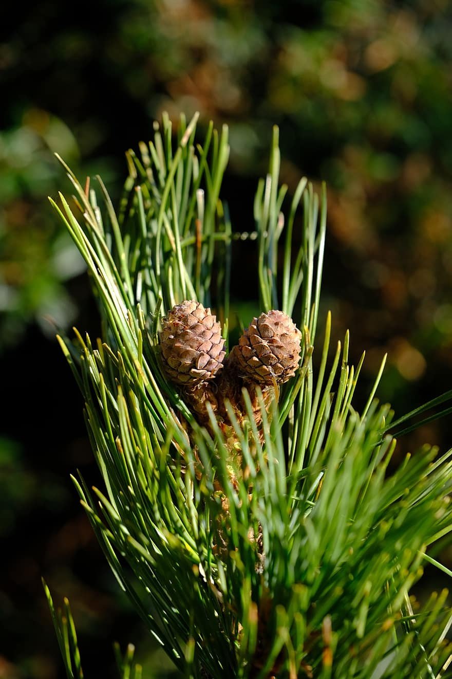 Сосна Пиния шишки