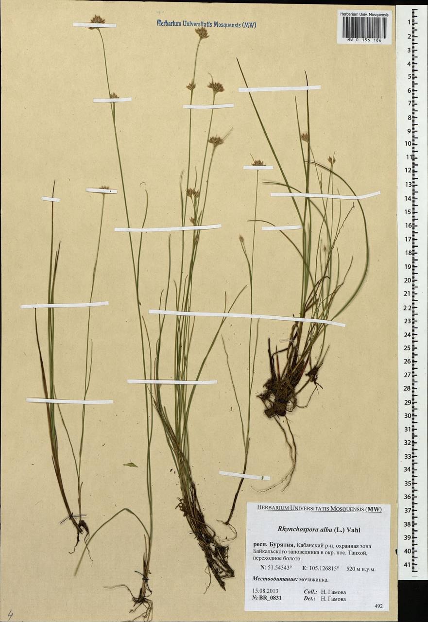 Очеретник белый Rhynchospora Alba (l.) Vahl