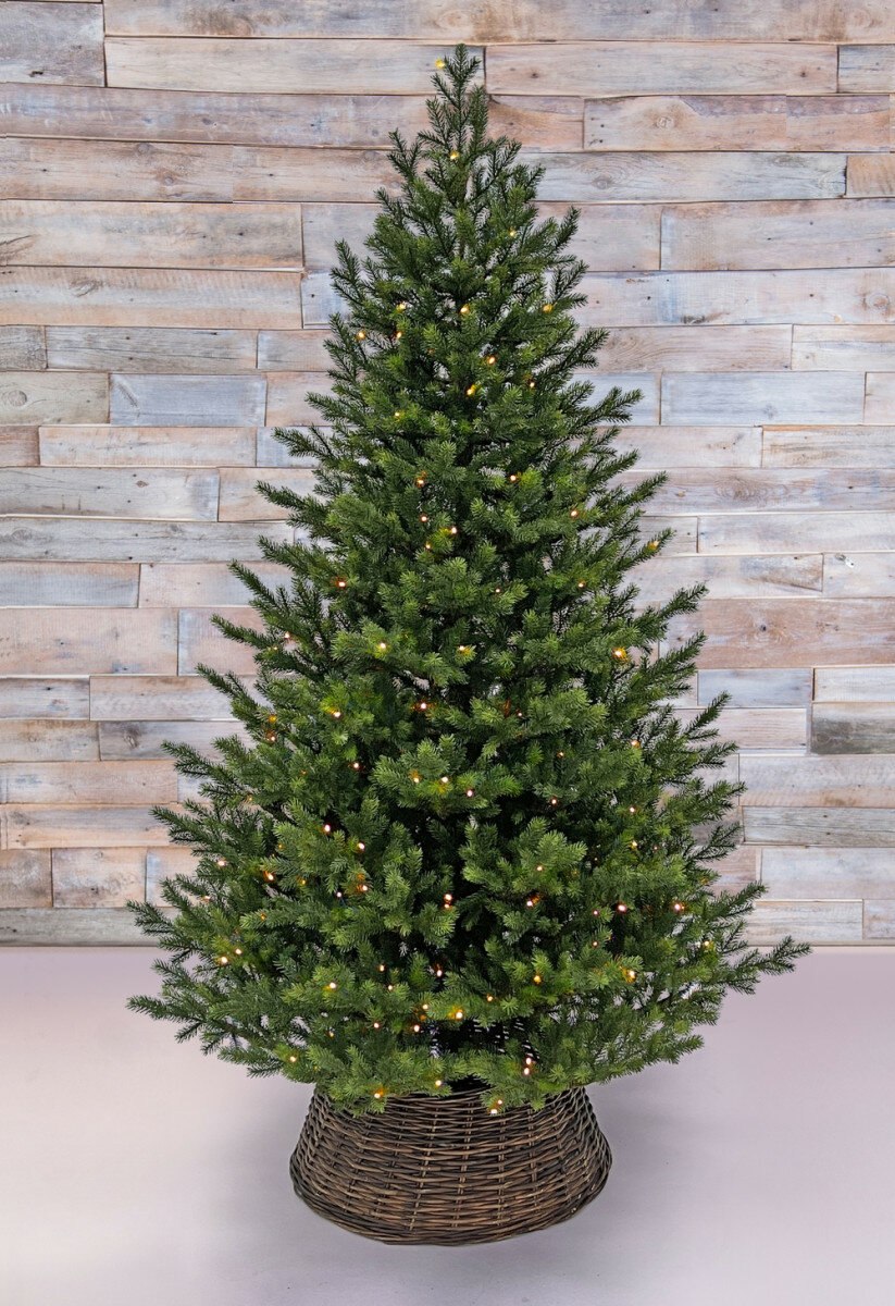 Цветение пихты Нобилис