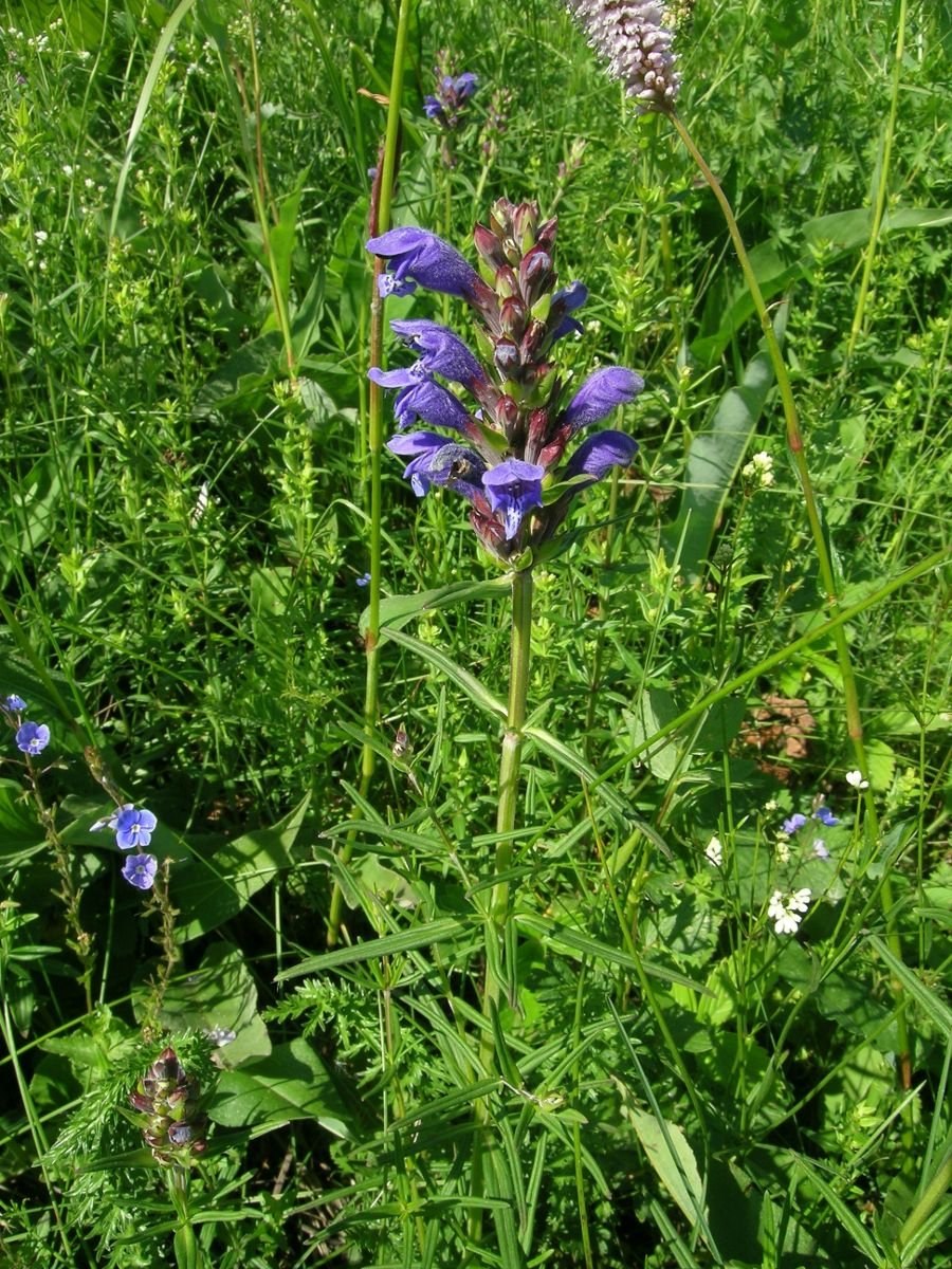 Луговые травы Яснотковые