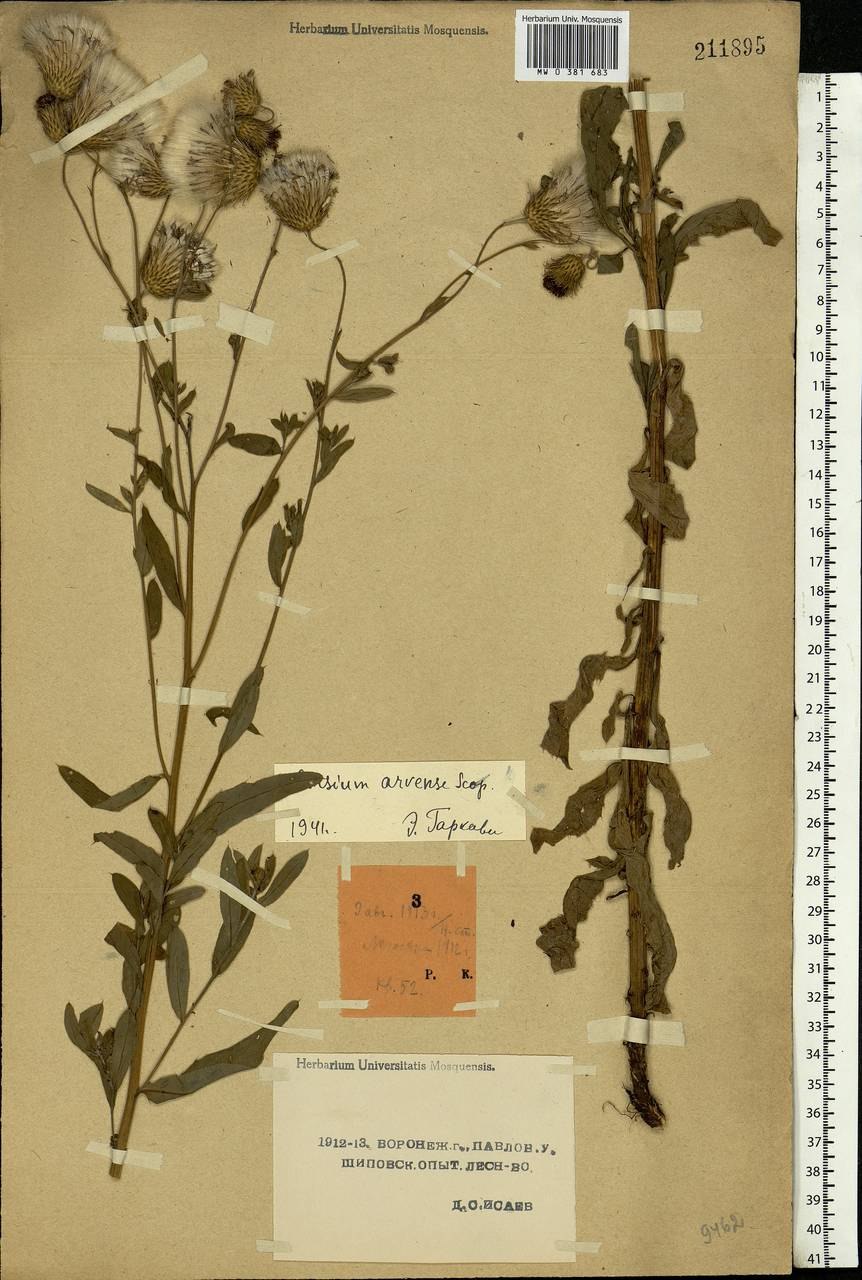 Побег у растения Бодяк