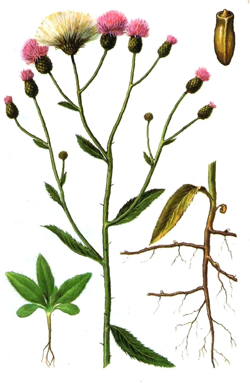 Бодяк полевой (Cirsium arvense)