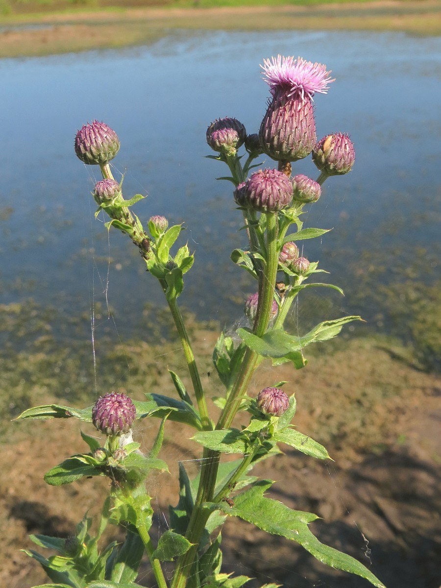 Cirsium arvense гербарий