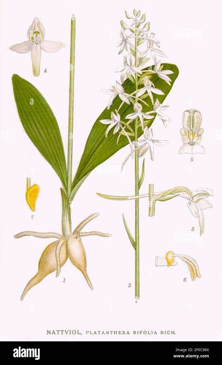 Жасмин полевой