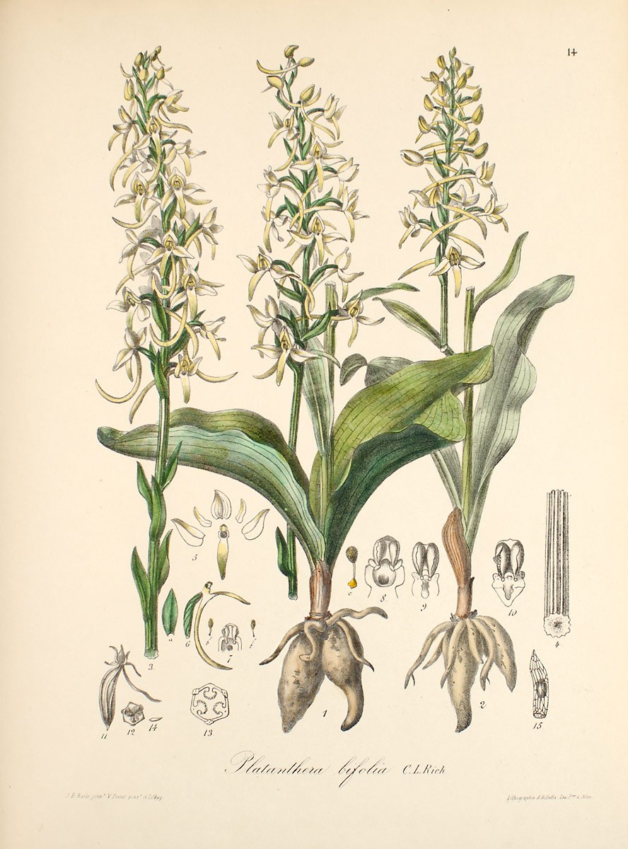 Любка двулистная описание