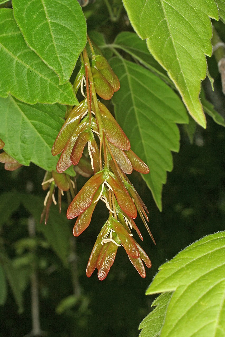 Клён ясенелистный и ясень