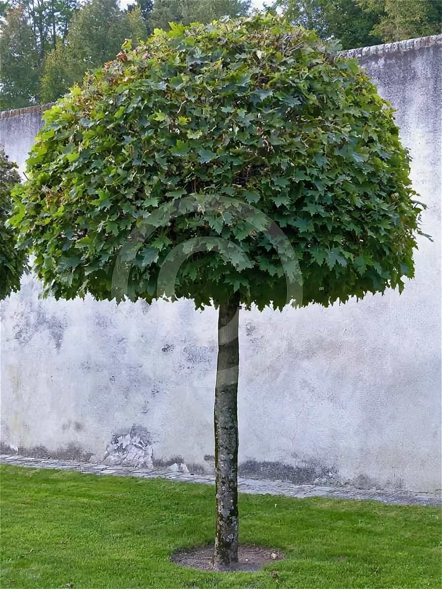 Ива с шаровидной кроной