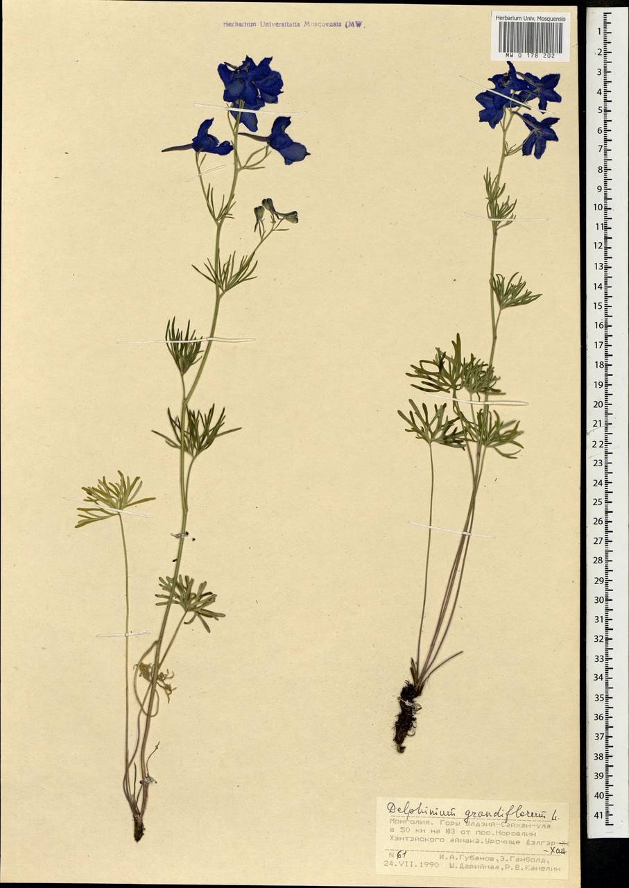 Живокость Полевая гербарий