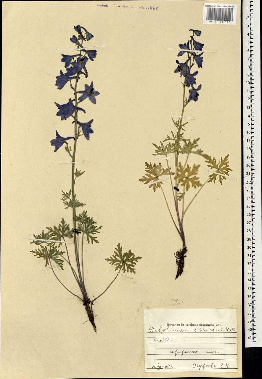 Живокость сетчатоплодная препараты