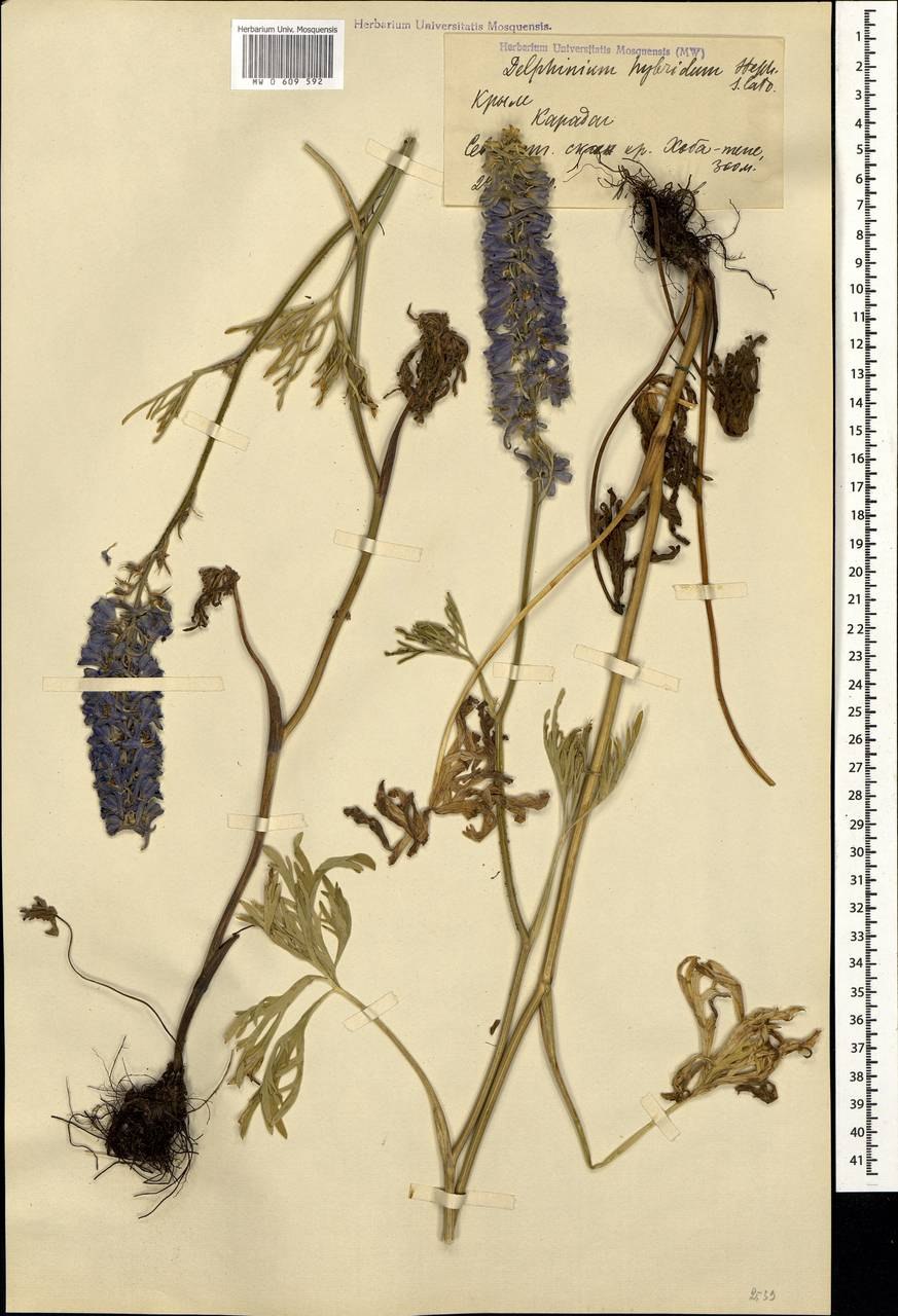 Delphinium litwinowii корень