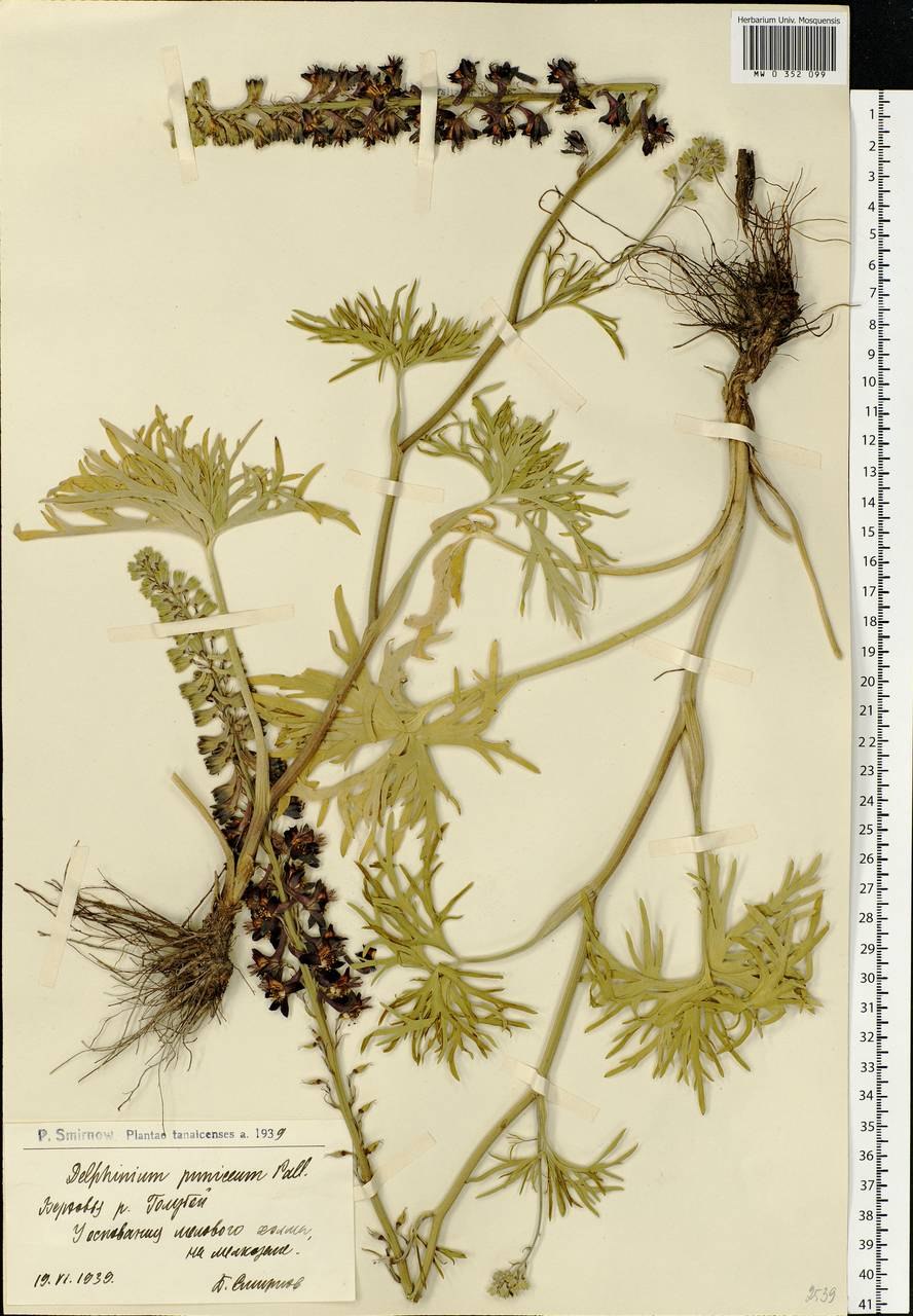 Живокость Полевая (consolida regalis)