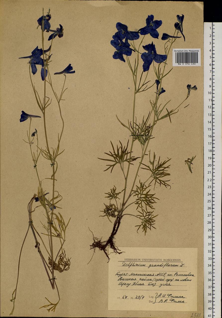 Delphinium flexuosum