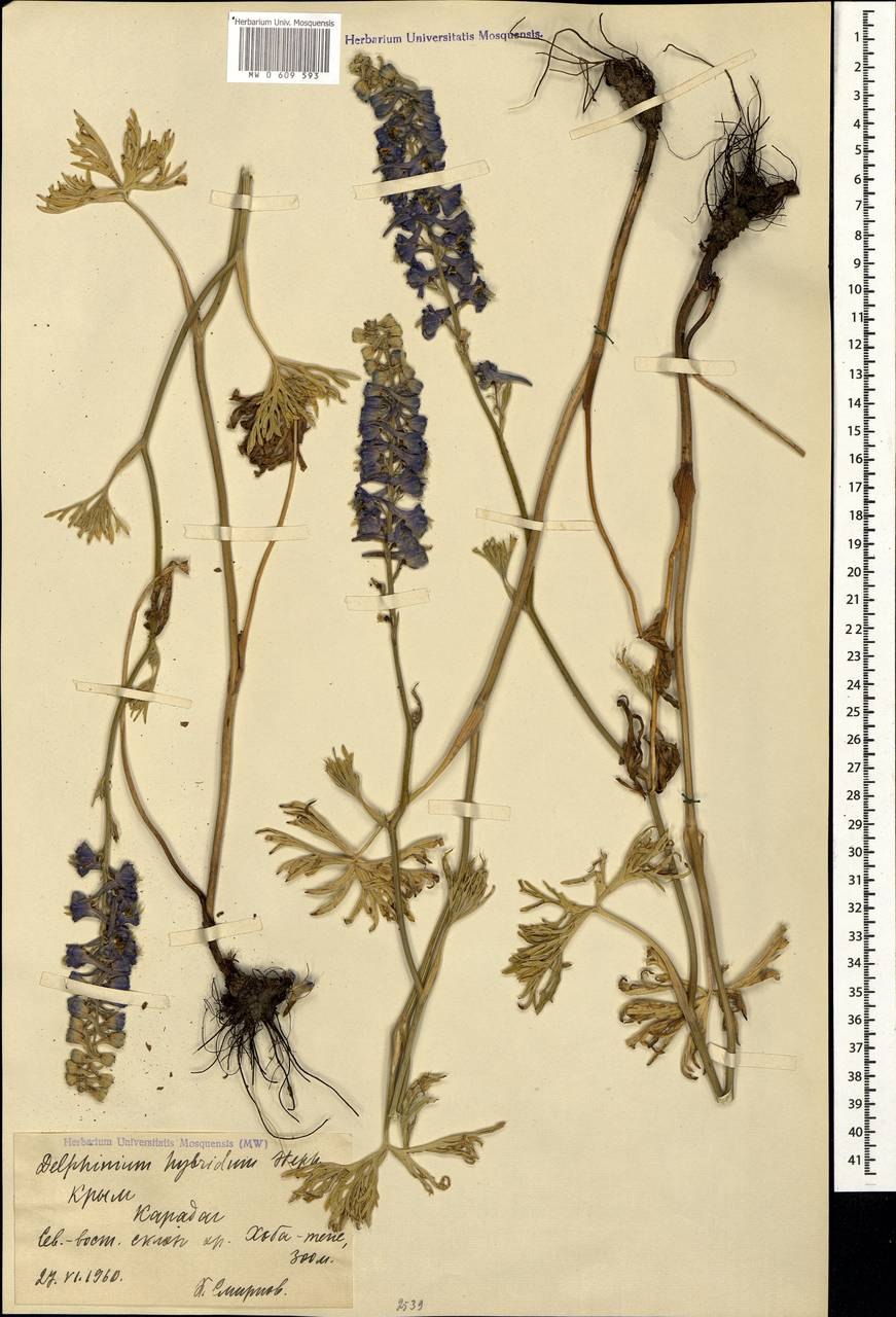 Живокость сетчатоплодная