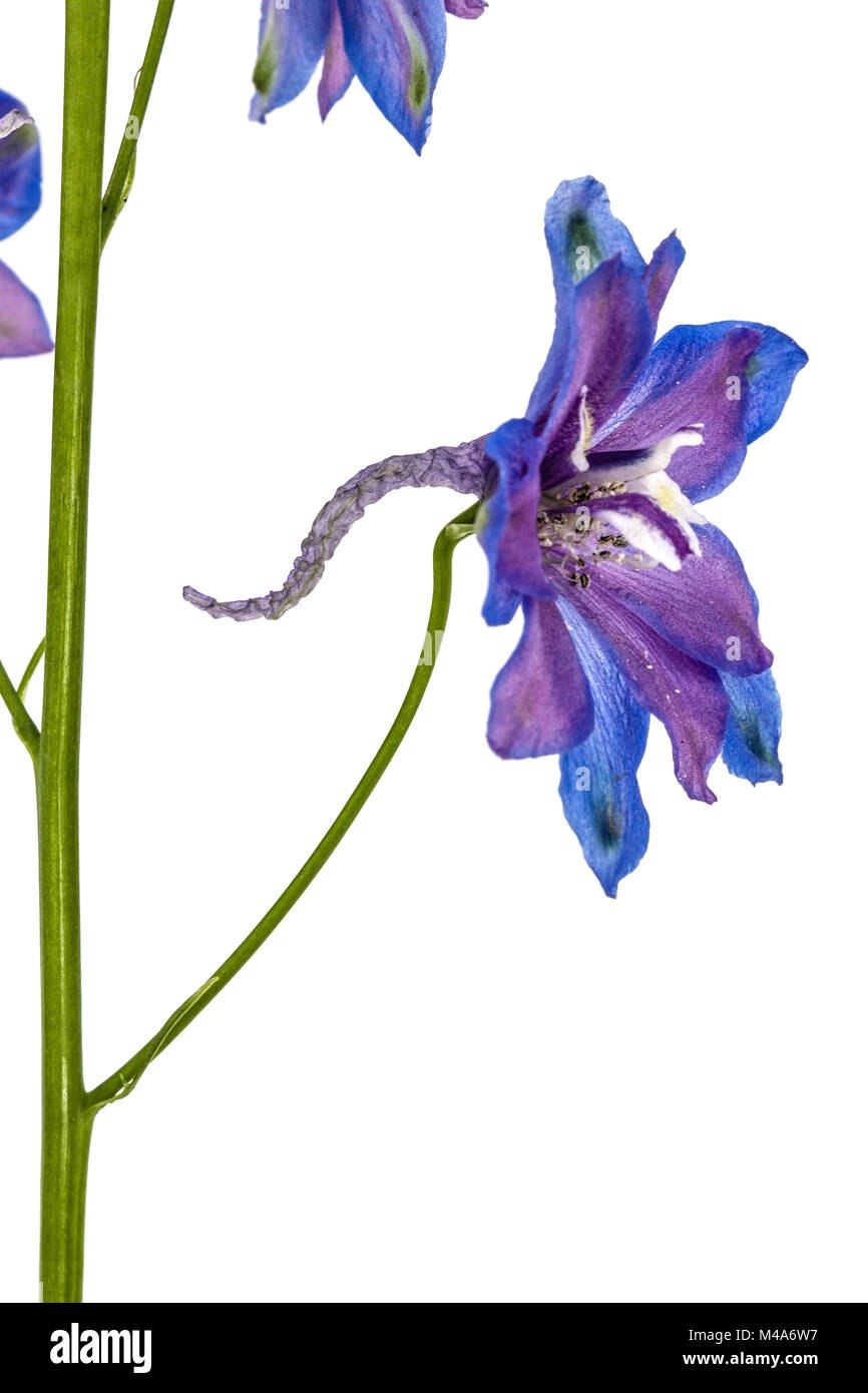 Живокость посевная гербарий