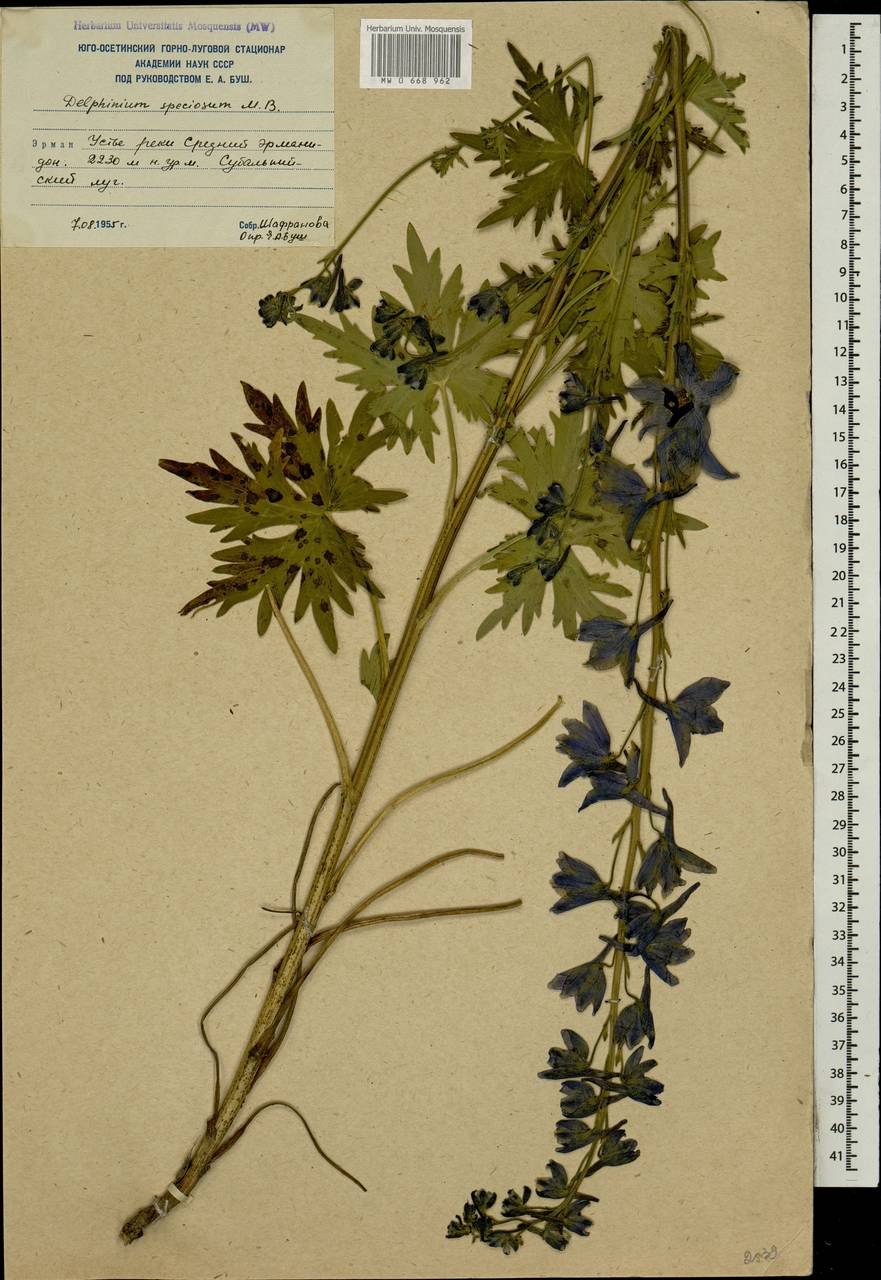 Дельфиниум Фиссум