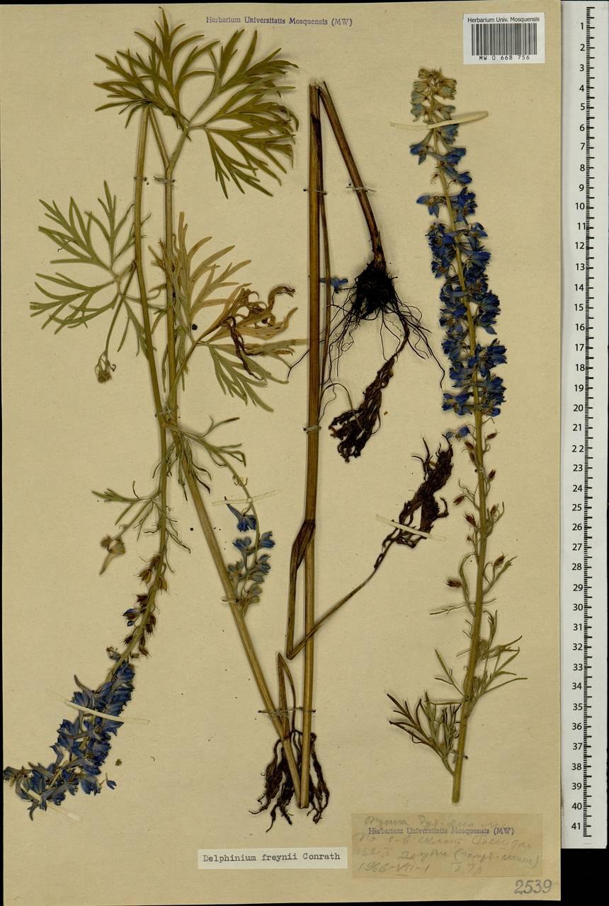 Живокость сетчатоплодная