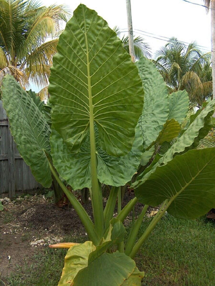 Leucocasia gigantea купить