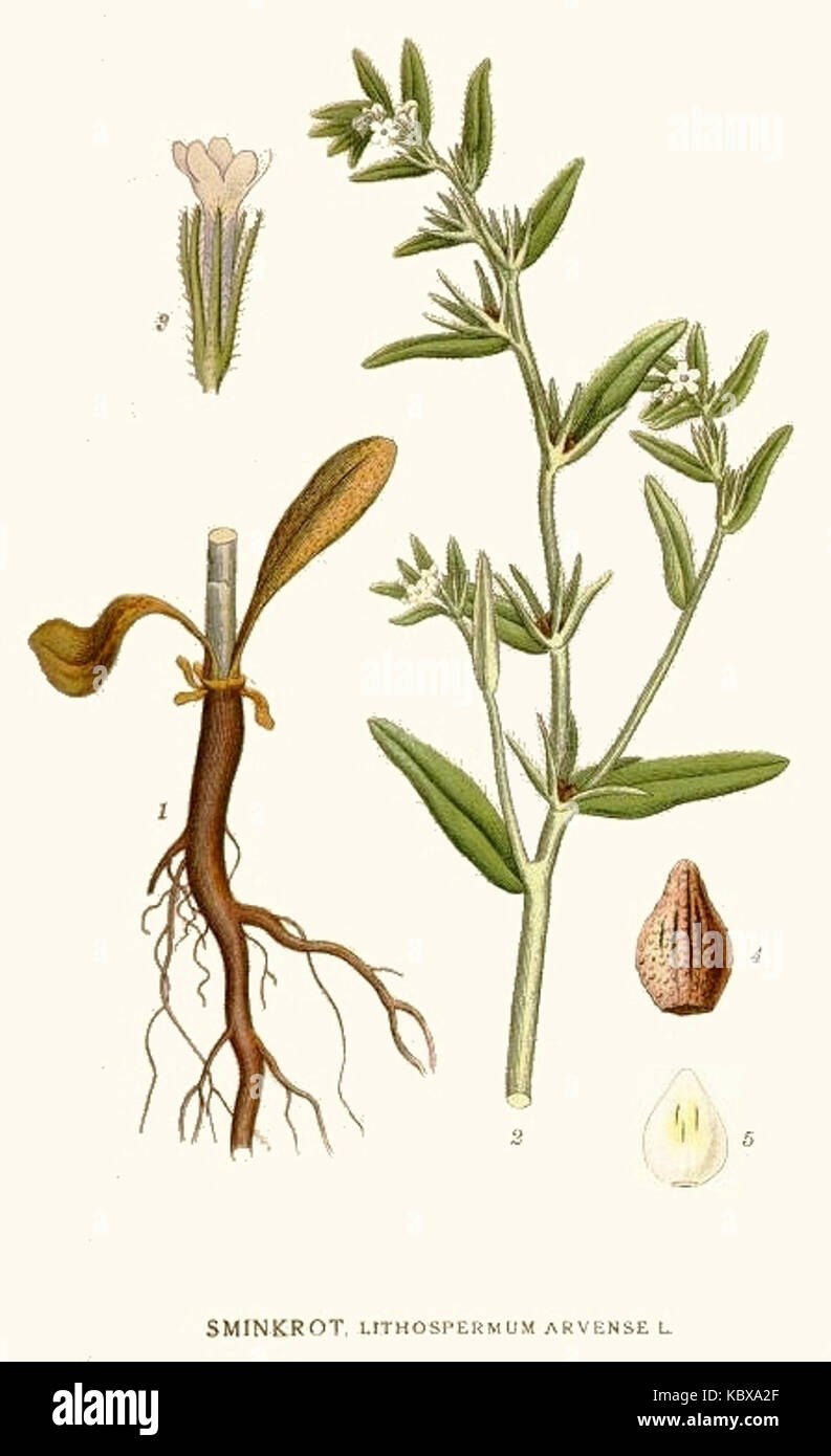 Воробейник краснокорневой купить семена