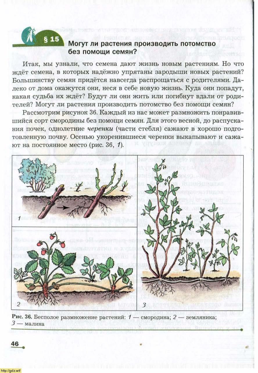 Корневин черенки