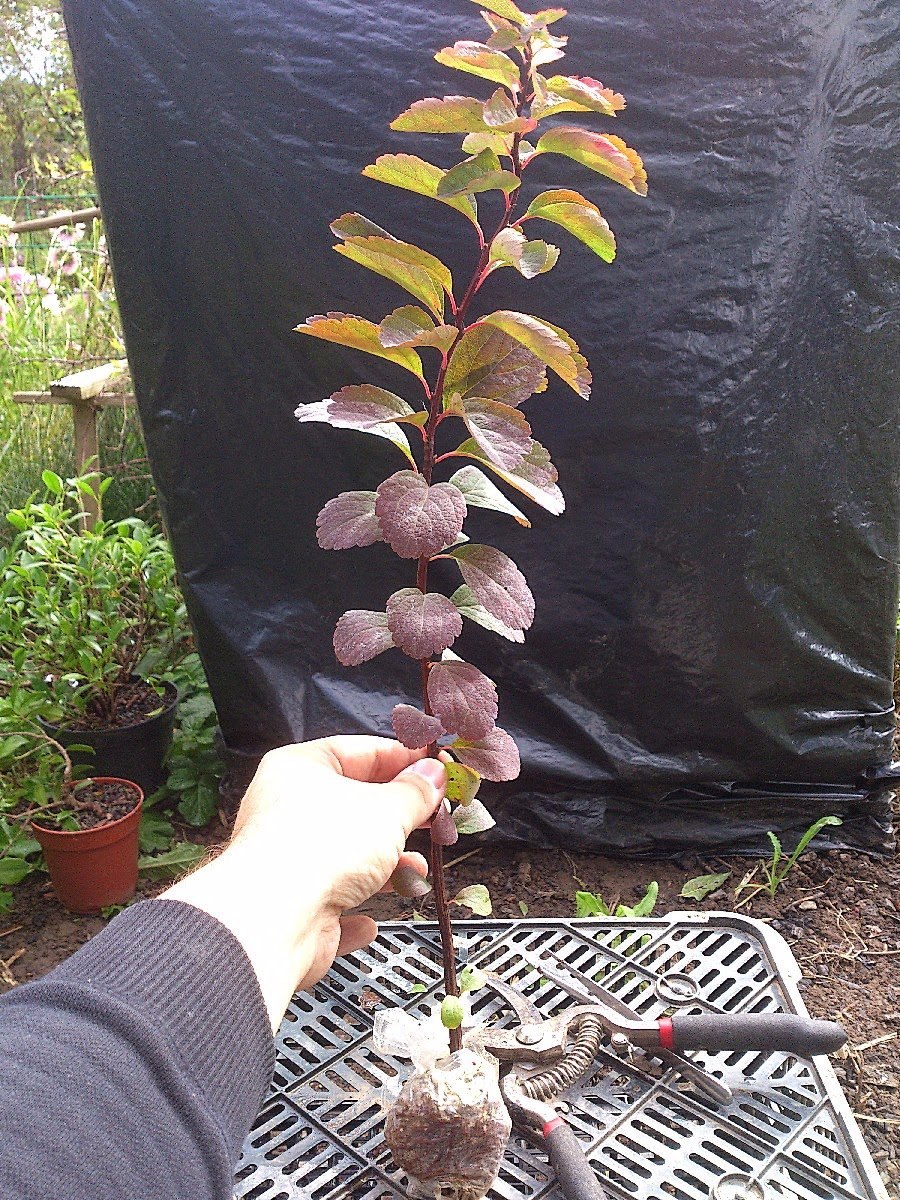 Шиповник роза размножение черенками