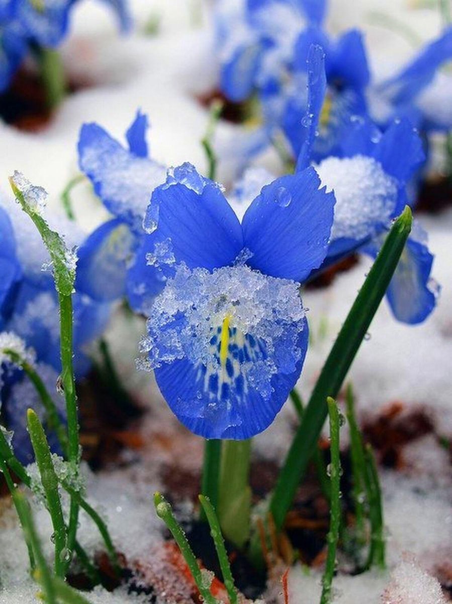 Первоцветы подснежники крокусы