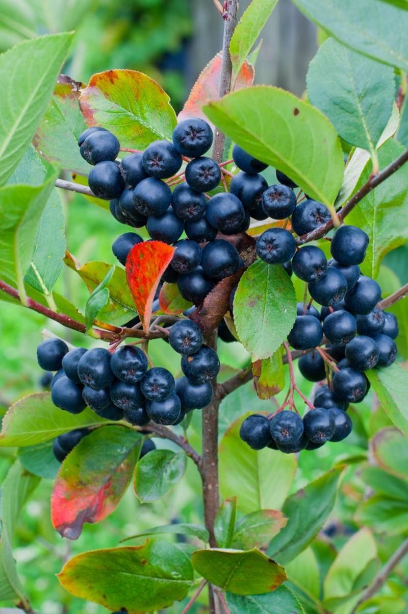 Кизильник черноплодный арония