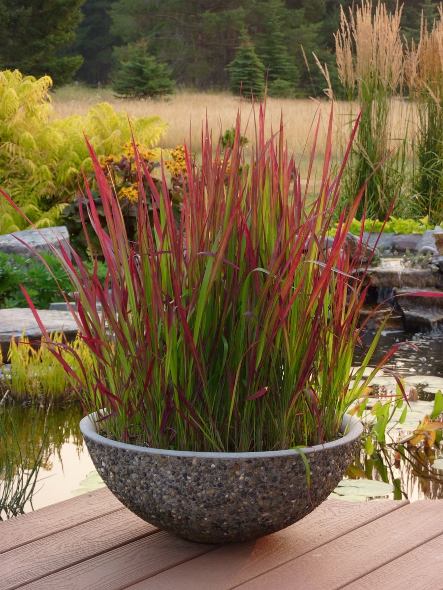 Осока обильнолистная (Carex foliosissima `Irish Green`)