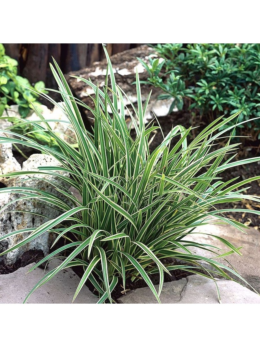 Вейник остроцветковый Вальденбух