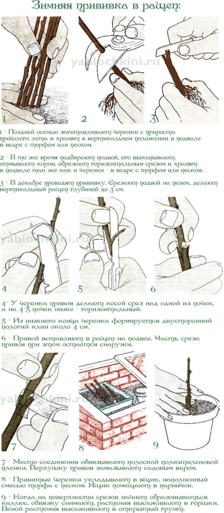 Роза размножение розы
