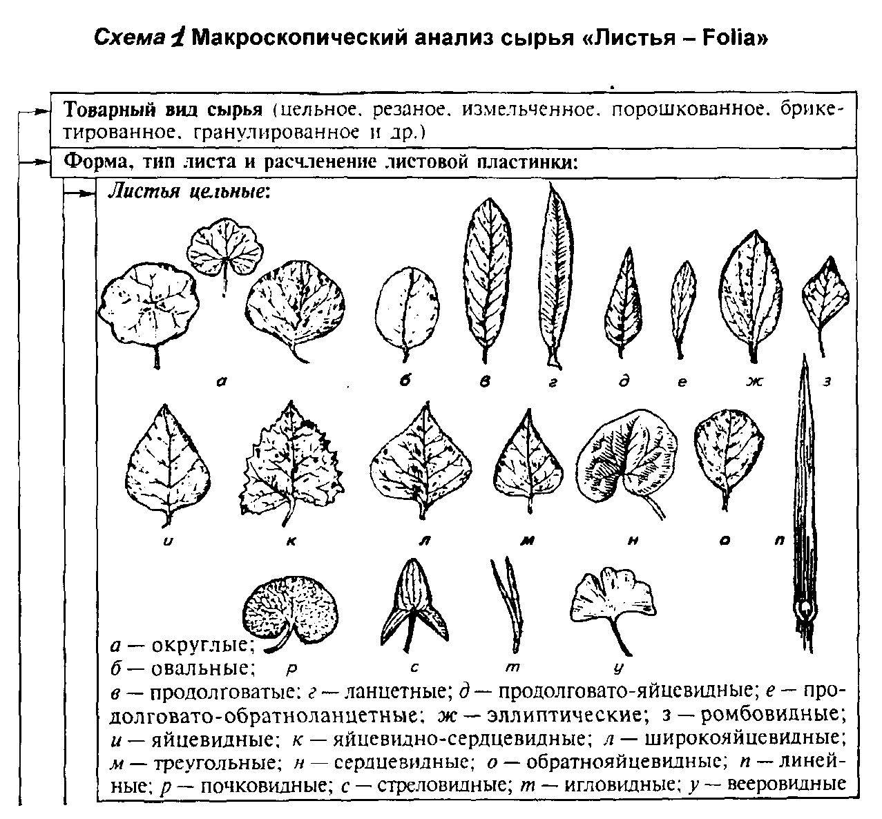 Исследование листьев. Макроскопический анализ лекарственного сырья. Макроскопический анализ лекарственного растительного сырья. Макроскопический анализ листа. Микроскопический анализ сырья.