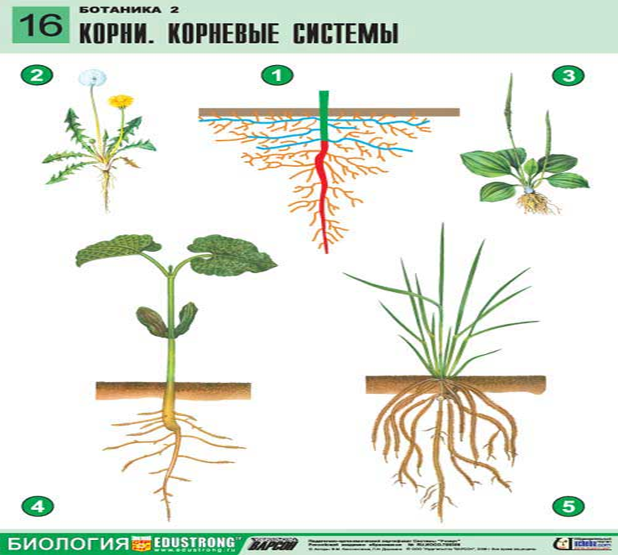 Корневище ромашки. Ромашка Тип корневой системы. Корни водных растений. Тип корневой системы у ромашки аптечной. Строение корня ромашки.