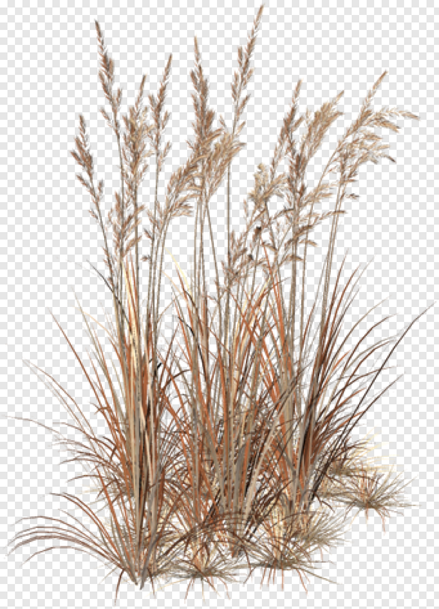 Бурьян зимой