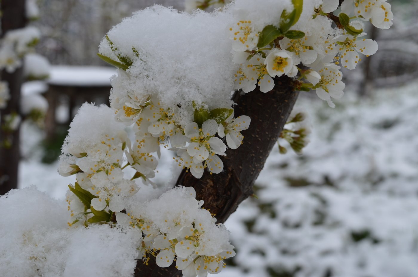 Весенний снежок. Апрельский снег. Цветы в снегу. Снег в апреле.