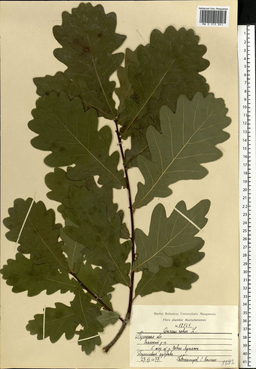 Quercus Robur гербарий