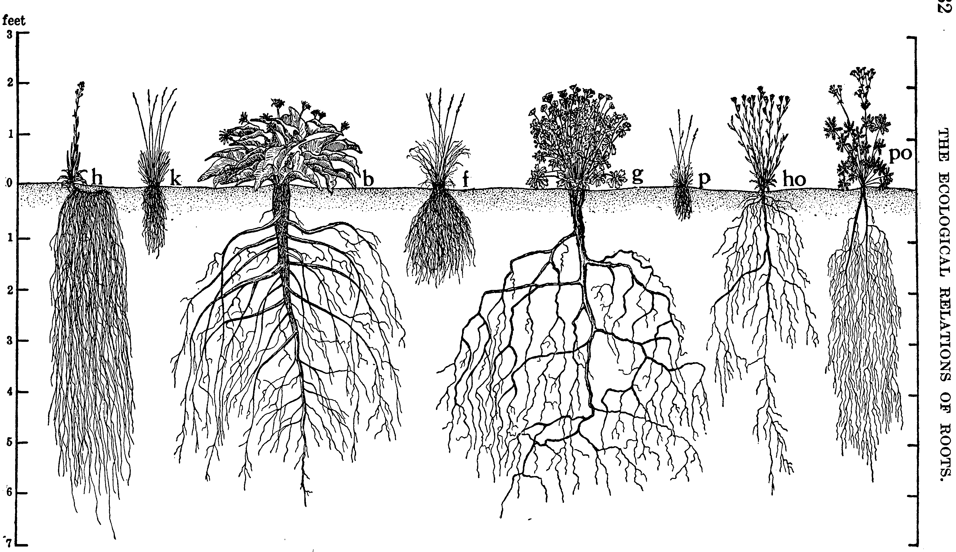 Глубь корень. Глубина корневой системы деревьев. Корневая система сосны схема. Корни сосны глубина.